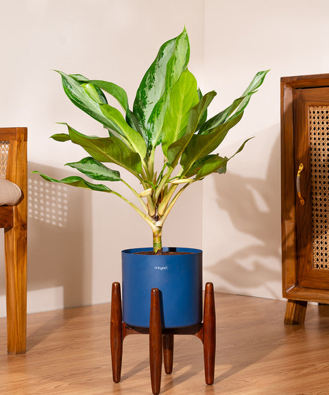 Aglaonema Ice Plant with Large Self Watering Pot