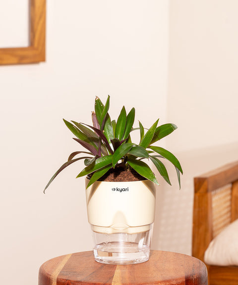 oyster plant indoor care Oyster Plant