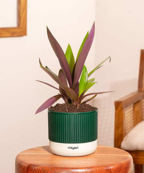Rhoeo Tricolor Plant With Mylo Planter