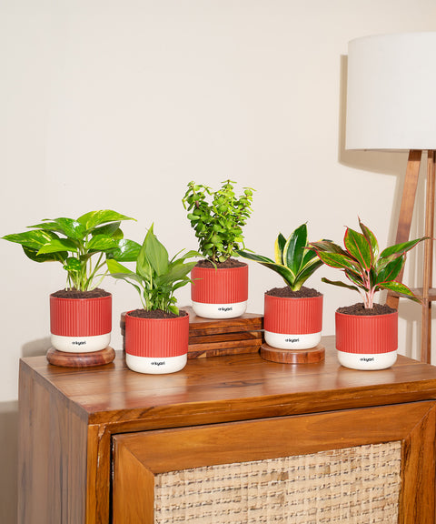 Set of 5 Mylo -Lucky Jade, Money Variegated, Peace Lily, Golden Hahnii Snake, Aglaonema Lipstick