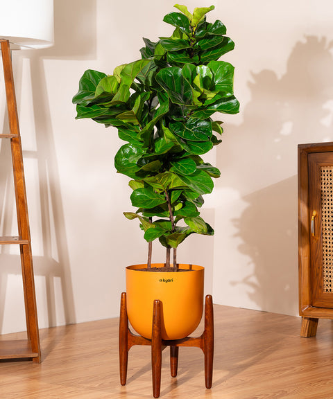 Ficus Lyrata with Extra Large Self Watering Pot