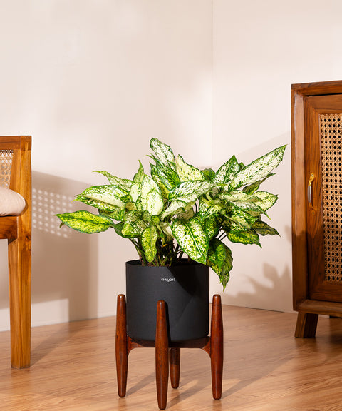 Aglaonema Snow White with Large Metal Self Watering Pot