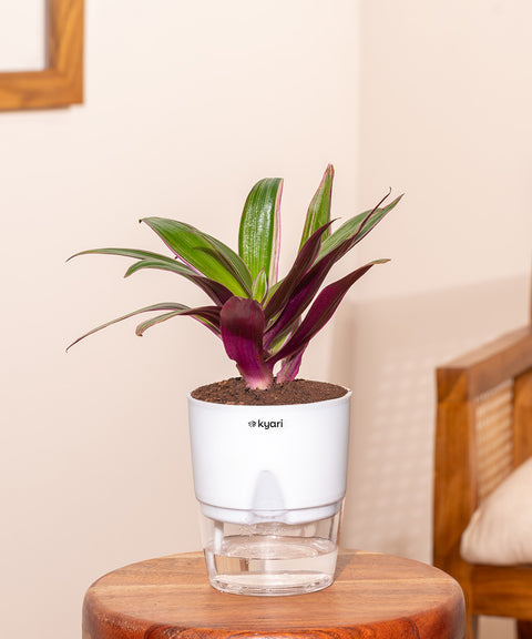 rhoeo indoor plant Rhoeo Tricolor Plant With Self Watering Pot