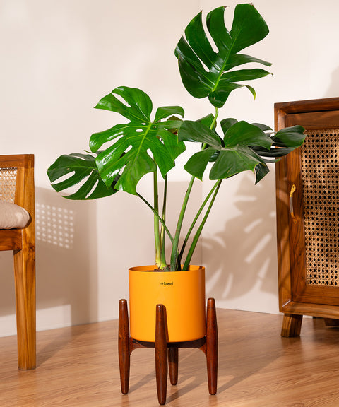 Monstera Deliciosa with Large Self Watering Pot