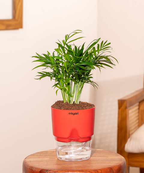 Areca Palm Plant With Self Watering Pot