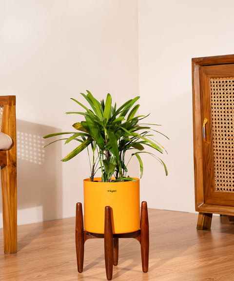 Rhapis palm with Metal Self Watering Pot