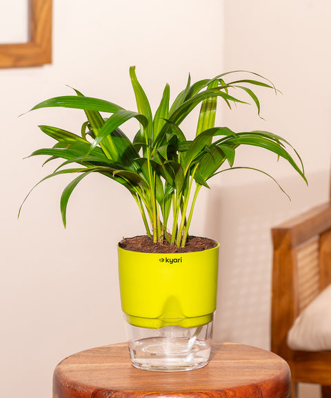 Areca Palm Plant With Self Watering Pot