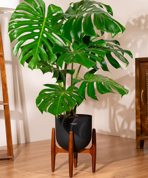 Monstera Deliciosa with Extra Large Self Watering Pot