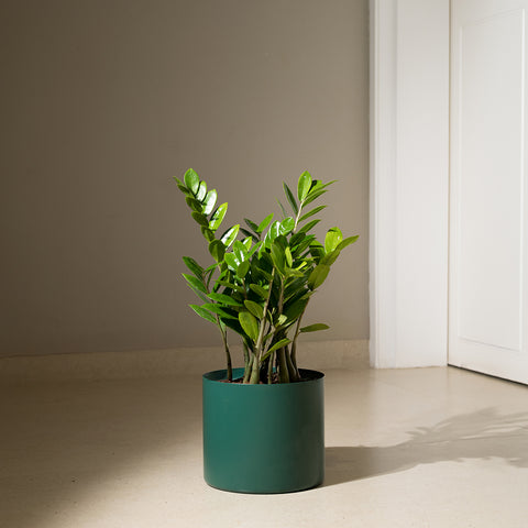 ZZ Green with Zen Planter