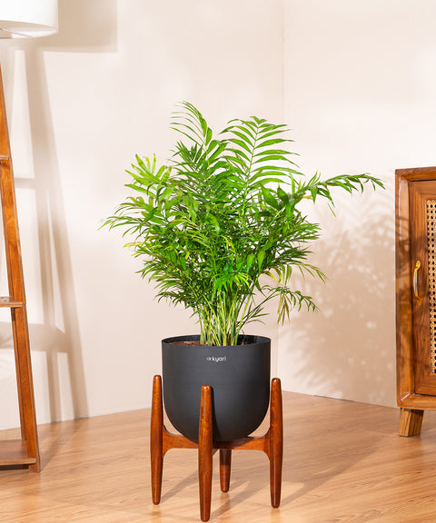 Areca Palm with Extra Large Self Watering Pot