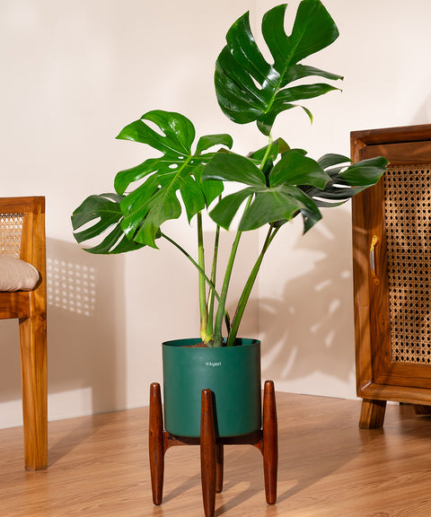 Monstera Deliciosa with Large Self Watering Pot