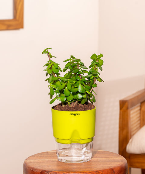 Shop Lucky Indoor Jade Plant (Crassula Ovata) Online