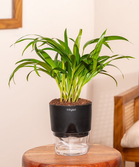 Areca Palm Plant With Self Watering Pot