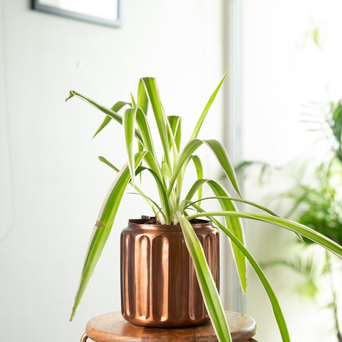Spider Plant with Medium Metal Self Watering Pot