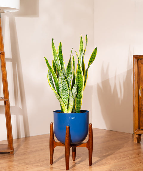 Golden Hahnii Snake Plant With Self Watering Pot