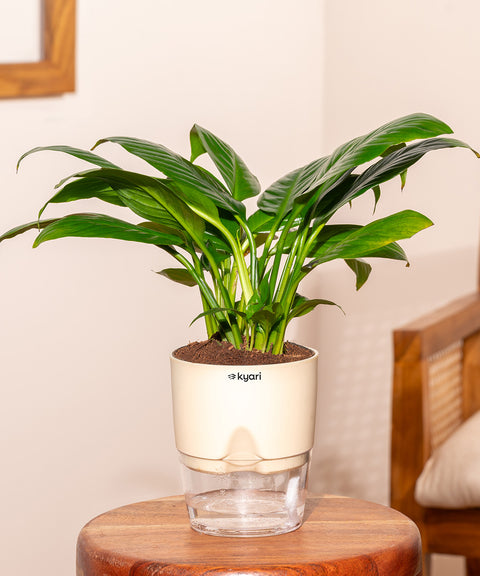 Peace Lily Plant With Self Watering Pot