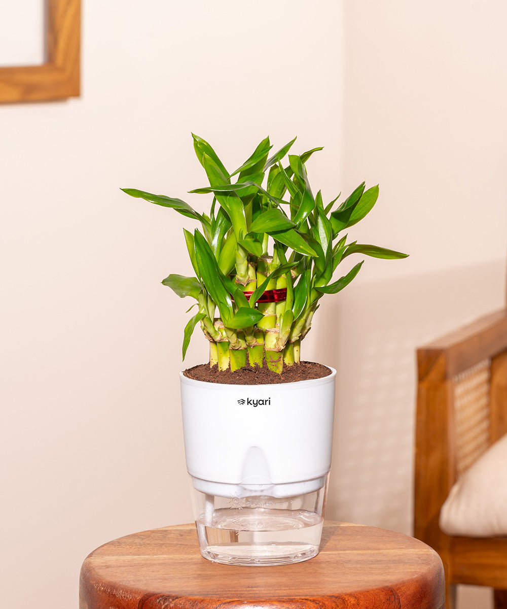 lucky bamboo expert Lucky Bamboo