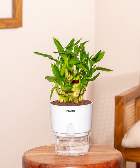 Lucky Bamboo Plant With Self Watering Pot