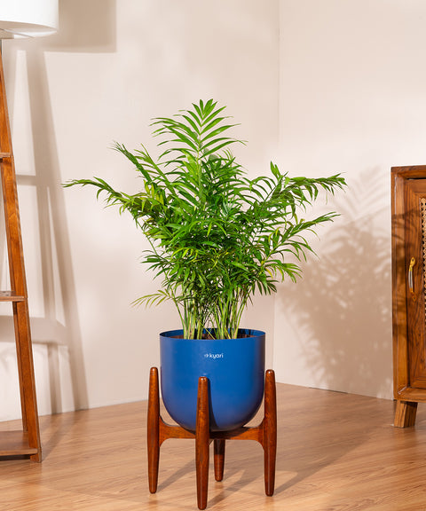 Areca Palm with Extra Large Self Watering Pot