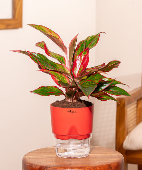 Aglaonema Lipstick Plant With Self Watering Pot