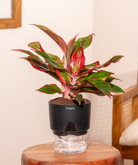 Aglaonema Lipstick Plant With Self Watering Pot