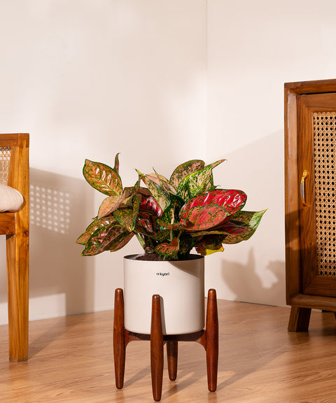 Aglaonema Valentine with Metal Self Watering Pot