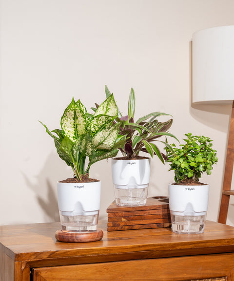 Set of 3 - Aglaonema Snow White, Rhoeo Tricolor & Lucky Jade Plant