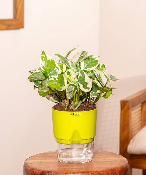 Money N'Joy Plant With Self Watering Pot