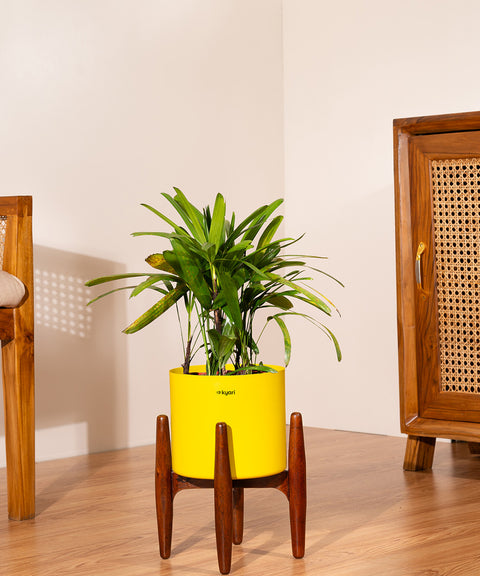 Rhapis palm with Metal Self Watering Pot