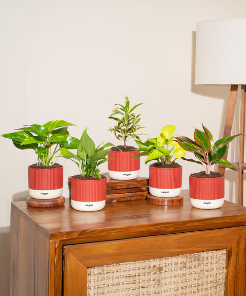 Set of 5 Mylo -Aglaonema Lipstick, Golden Money, Peace Lily, Money Variegated, Song of India