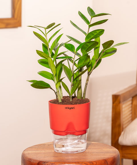 Zamia Green - ZZ Plant With Self Watering Pot