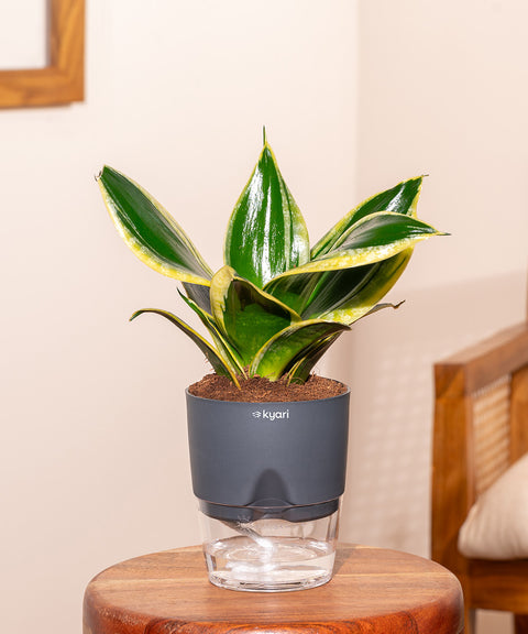 bird's nest snake plant watering Sansevieria Golden Hahnii Snake Plant | Bird's Nest Snake Plant