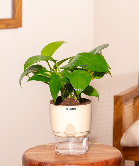 Golden Money Plant With Self Watering Pot