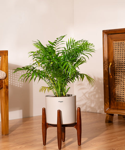 Bamboo Palm Plant with Large Metal Self Watering Pot