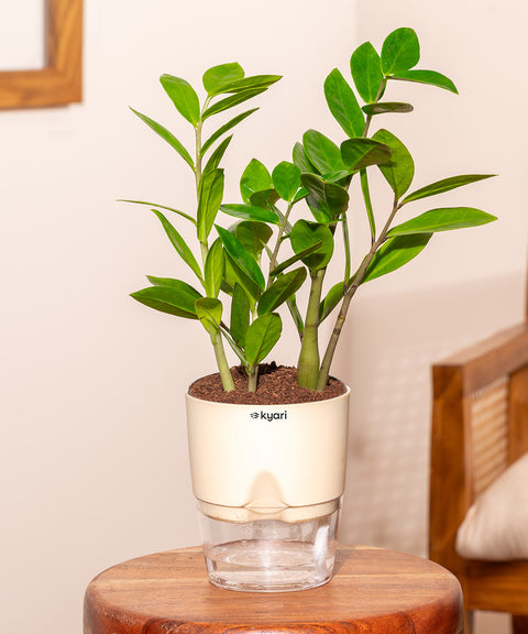 Zamia Green - ZZ Plant With Self Watering Pot