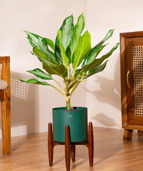 aglaonema watering Aglaonema Ice Plant with Metal Self Watering Pot