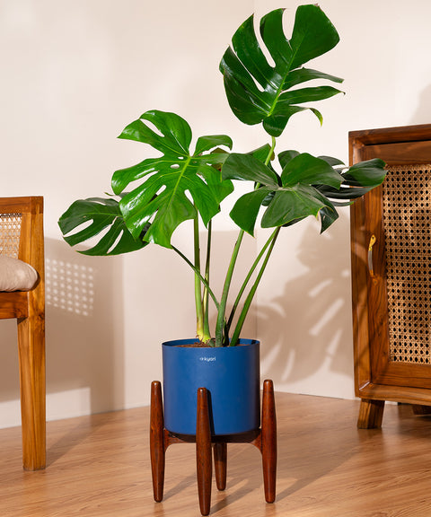 Monstera Deliciosa with Large Self Watering Pot