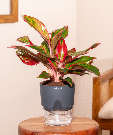 Aglaonema Lipstick Plant With Self Watering Pot