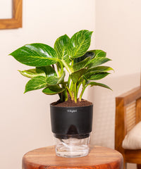Philodendron Birkin Plant With Self Watering Pot