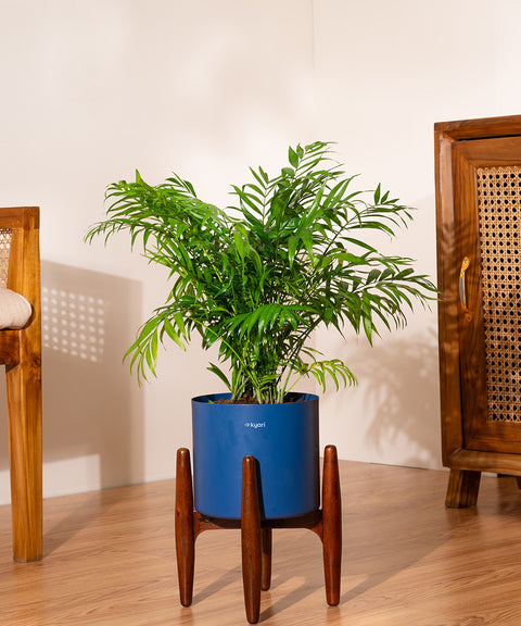 Bamboo Palm Plant with Large Metal Self Watering Pot