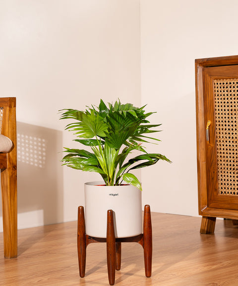 China Palm with  Metal Self Watering Pot