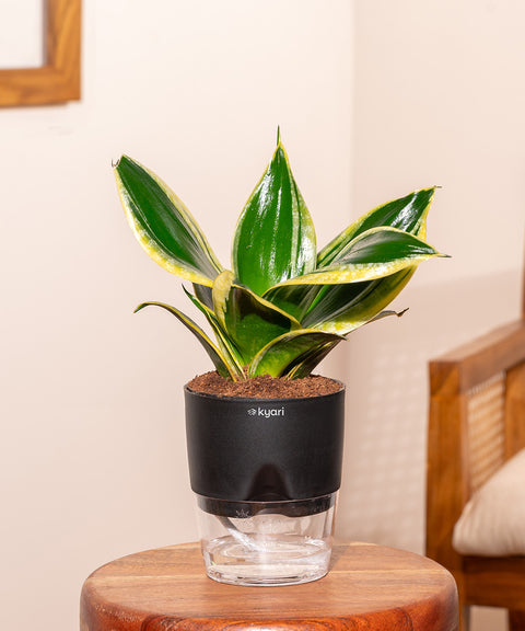 bird nest sansevieria golden hahnii Sansevieria Golden Hahnii Snake Plant | Bird's Nest Snake Plant