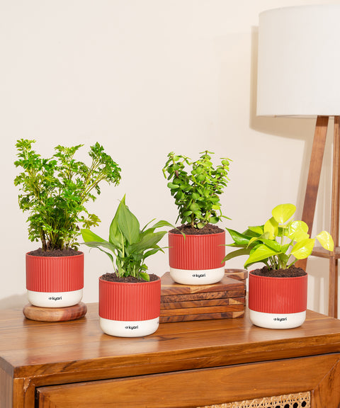 Set of 4 Mylo - Lucky Jade, Golden Money, Peace Lily, Aralia Green