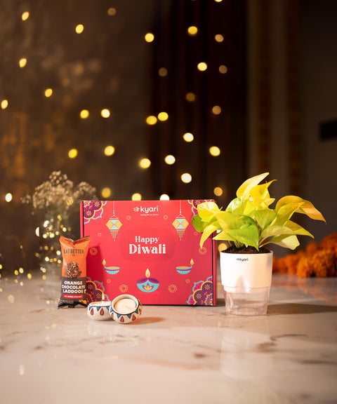 The Lumina Box – Sustainable Diwali Plant Hamper