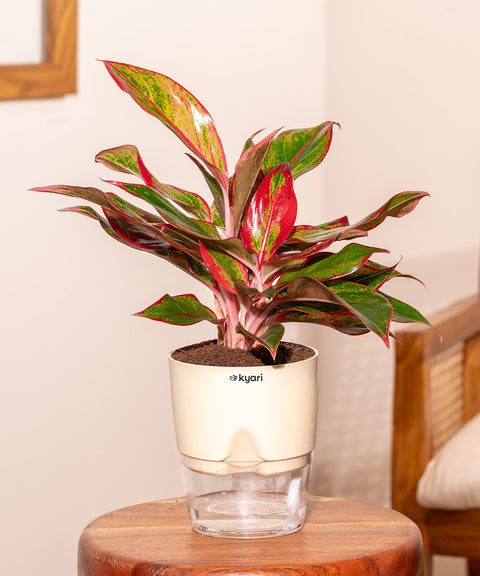 Aglaonema Lipstick Plant With Self Watering Pot