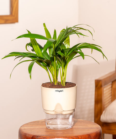 Areca Palm Plant With Self Watering Pot