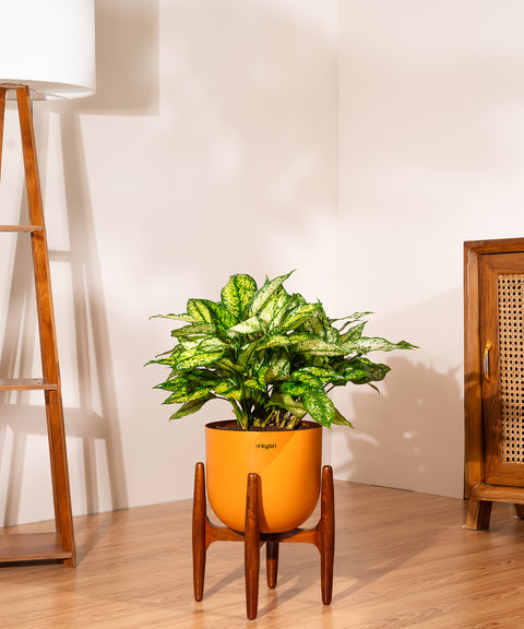 Aglaonema Snow White Plant With Self Watering Pot