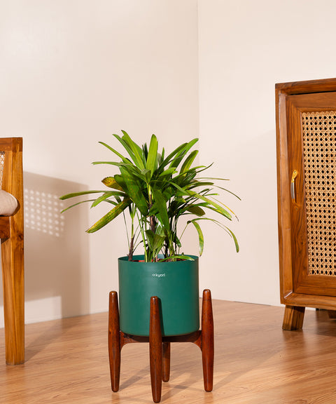 Rhapis palm with Metal Self Watering Pot