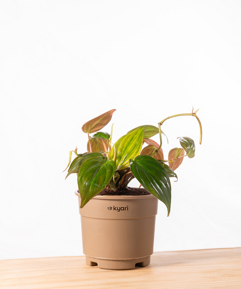 Philodendron Micans Plant With Grow Pot - BYOB