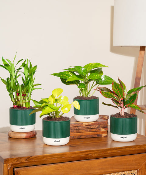 Set of 4 Mylo -Lucky Bamboo, Money Variegated, Golden Money, Aglaonema Lipstick